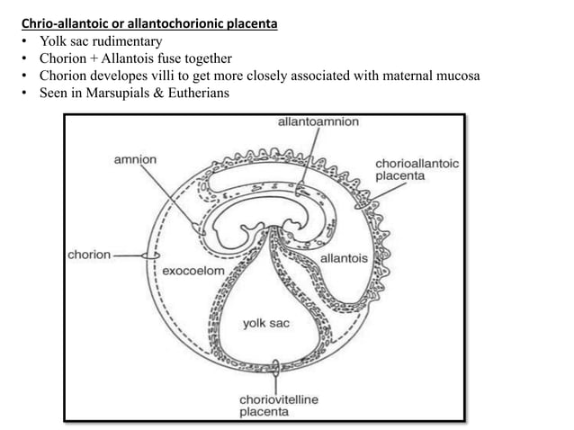 Chorial extra embryonic membranes : amnion chorion allantois and yolk sac ...