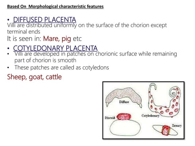 Chorial extra embryonic membranes : amnion chorion allantois and yolk sac ...