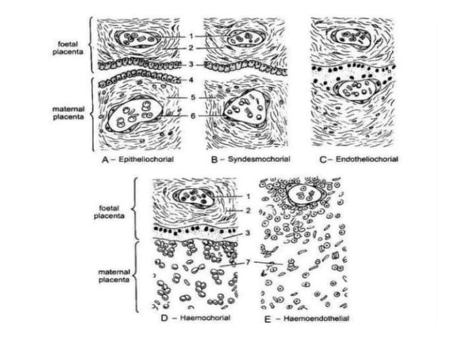 Chorial extra embryonic membranes : amnion chorion allantois and yolk sac ...