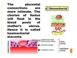 Chorial extra embryonic membranes : amnion chorion allantois and yolk sac ...