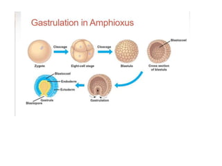 Blastula Of Amphioxus