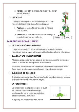  Herbáceos: son blandos, flexibles y de color
verde. Hierbas
LAS HOJAS
Las hojas son la parte verdes de la planta que
nacen de las ramas. Están formadas por:
 Peciolo: es la parte por donde la hoja se
une al tallo.
 Limbo: es la parte más ancha de la hoja y
puede tener forma variada.
LA NUTRICIÓN DE LAS PLANTAS
LA ELABORACIÓN DEL ALIMENTO
Las plantas fabrican su propio alimento. Para fabricarlo
necesitan: agua, sales minerales, dióxido de carbono y luz solar.
EL AGUA Y LAS SALES MINERALES
Al regar, proporcionamos agua a las plantas, que la toman por
su raíz a través de unos pelillos absorbentes.
También, necesitan sales minerales que la adquieren del suelo.
Estas sales se disuelven con el agua y las absorbe la raíz.
EL DIÓXIDO DE CARBONO
El dióxido es un gas que forma parte del aire. Las plantas toman
el dióxido de carbono por las hojas.
LA FOTOSÍNTESIS
La fotosíntesis es el proceso por el cual
las plantas convierten la energía
luminosa del sol en energía química
produciendo su alimento.
El agua y las sales minerales (savia
LIMBOPECIOLO
 