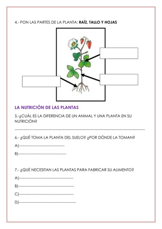 4.- PON LAS PARTES DE LA PLANTA: RAÍZ, TALLO Y HOJAS
LA NUTRICIÓN DE LAS PLANTAS
5.-¿CUÁL ES LA DIFERENCIA DE UN ANIMAL Y UNA PLANTA EN SU
NUTRICIÓN?
-------------------------------------------------------------------------------------------------------
6.- ¿QUÉ TOMA LA PLANTA DEL SUELO? ¿POR DÓNDE LA TOMAN?
A)------------------------------------
B)--------------------------------------
7.- ¿QUÉ NECESITAN LAS PLANTAS PARA FABRICAR SU ALIMENTO?
A)-------------------------------------------
B)--------------------------------------------
C)-------------------------------------------
D)---------------------------------------------
 