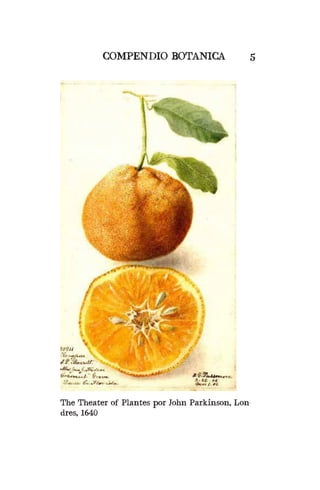 COMPENDIO BOTANICA 5
The Theater of Plantes por John Parkinson, Lon-
dres, 1640
 
