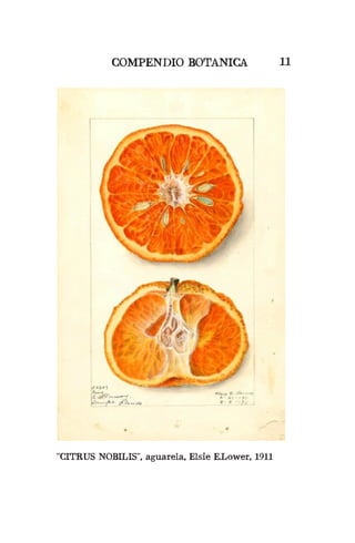 COMPENDIO BOTANICA 11
“CITRUS NOBILIS”, aguarela, Elsie E.Lower, 1911
 