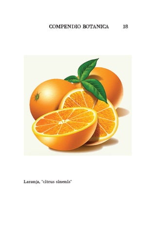 COMPENDIO BOTANICA 18
Laranja, “citrus sinenis”
 