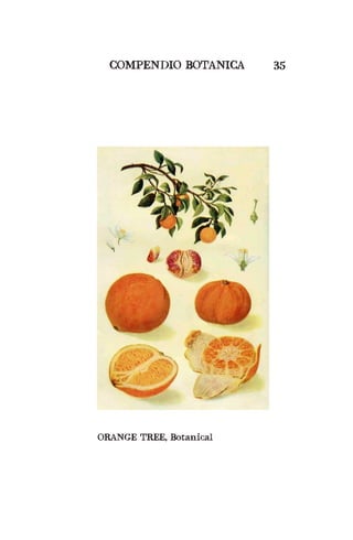 COMPENDIO BOTANICA 35
ORANGE TREE, Botanical
 