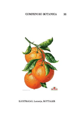 COMPENDIO BOTANICA 38
ILUSTRACAO, Laranja, ROTTALER
 