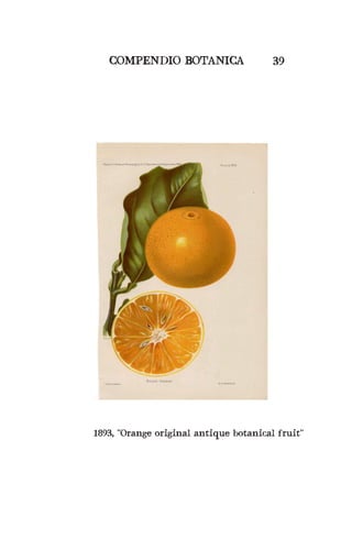 COMPENDIO BOTANICA 39
1893, “Orange original antique botanical fruit”
 