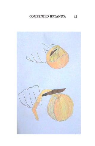 COMPENDIO BOTANICA 42
 
