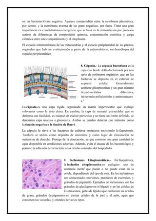 en las bacterias Gram negativa. Aparece comprendido entre la membrana plasmática,
por dentro, y la membrana externa de las gram negativas, por fuera. Tiene una gran
importancia en el metabolismo energético, que se basa en la alimentación por procesos
activos de diferencias de composición química, concentración osmótica y carga
eléctrica entre este compartimento y el citoplasma.
El espacio intermembrana de las mitocondrias y el espacio periplastidial de los plastos,
orgánulos que habrían evolucionado a partir de la endosimbiosis, son homólogos del
espacio periplasmático.
8. Cápsula.- La cápsula bacteriana es la
capa con borde definido formada por una
serie de polímeros orgánicos que en las
bacterias se deposita en el exterior de
su pared celular. Generalmente
contiene glicoproteínas y un gran número
de polisacáridos diferentes,
incluyendo polialcoholes y aminoazúcare
s.1
La cápsula es una capa rígida organizada en matriz impermeable que excluye
colorantes como la tinta china. En cambio, la capa de material extracelular que se
deforma con facilidad, es incapaz de excluir partículas y no tiene un límite definido, se
denomina capa mucosa o glucocalix. Ambas se pueden detectar con métodos como
la tinción negativa o la tinción de Burri.
La cápsula le sirve a las bacterias de cubierta protectora resistiendo la fagocitosis.
También se utiliza como depósito de alimentos y como lugar de eliminación de
sustancias de desecho. Protege de la desecación, ya que contiene una gran cantidad de
agua disponible en condiciones adversas. Además, evita el ataque de los bacteriófagos y
permite la adhesión de la bacteria a las células animales del hospedador.
9. Inclusiones Citoplasmáticas.- En bioquímica,
la inclusión citoplasmatica es cualquier tipo de
sustancia inerte1
que puede o no puede estar en la
célula, dependiendo del tipo de esta. En las inclusiones
son almacenados nutrientes, productos de excreción, y
gránulos de pigmento. Ejemplos de inclusiones son los
gránulos de glucógeno en el hígado y en las células de
los músculos, gotas de lípidos que contienen las células
de grasa, gránulos de pigmentos en ciertas células de la piel y el pelo, agua que
contienen las vacuolas, y cristales de varios tipos.
 