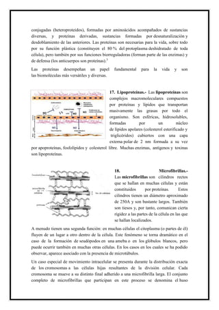 conjugadas (heteroproteidos), formadas por aminoácidos acompañados de sustancias
diversas, y proteínas derivadas, sustancias formadas por desnaturalización y
desdoblamiento de las anteriores. Las proteínas son necesarias para la vida, sobre todo
por su función plástica (constituyen el 80 % del protoplasma deshidratado de toda
célula), pero también por sus funciones biorreguladoras (forman parte de las enzimas) y
de defensa (los anticuerpos son proteínas).3
Las proteínas desempeñan un papel fundamental para la vida y son
las biomoléculas más versátiles y diversas.
17. Lipoproteínas.- Las lipoproteínas son
complejos macromoleculares compuestos
por proteínas y lípidos que transportan
masivamente las grasas por todo el
organismo. Son esféricas, hidrosolubles,
formadas por un núcleo
de lípidos apolares (colesterol esterificado y
triglicéridos) cubiertos con una capa
externa polar de 2 nm formada a su vez
por apoproteínas, fosfolípidos y colesterol libre. Muchas enzimas, antígenos y toxinas
son lipoproteínas.
18. Microfibrillas.-
Las microfibrillas son cilindros rectos
que se hallan en muchas células y están
constituidos por proteínas. Estos
cilindros tienen un diámetro aproximado
de 250A y son bastante largos. También
son tiesos y, por tanto, comunican cierta
rigidez a las partes de la célula en las que
se hallan localizados.
A menudo tienen una segunda función: en muchas células el citoplasma (o partes de él)
fluyen de un lugar a otro dentro de la célula. Este fenómeno se torna dramático en el
caso de la formación de seudópodos en una ameba o en los glóbulos blancos, pero
puede ocurrir también en muchas otras células. En los casos en los cuales se ha podido
observar, aparece asociado con la presencia de microtúbulos.
Un caso especial de movimiento intracelular se presenta durante la distribución exacta
de los cromosomas a las células hijas resultantes de la división celular. Cada
cromosoma se mueve a su distinto final adherido a una microfibrilla larga. El conjunto
completo de microfibrillas que participan en este proceso se denomina el huso
 