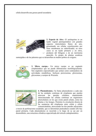 célula desarrolla una gruesa pared secundaria
2. Espacio de Aire.- El aerénquima es un
tejido vegetal parenquimático con grandes
espacios intercelulares llenos de aire,
presentando sus células constituyentes por
finas membranas no suberificadas; en unos
casos es un tejido primario y en otros,
producto del felógeno o de un meristema
parecido. Es propio de plantas acuáticas
sumergidas o de las palustres que se desarrollan en medios pobres en oxígeno.
3. Micro cuerpo.- Un micro cuerpo es un orgánulo
citoplasmático que no puede diferenciarse morfológicamente.
Son orgánulos especializados que actúan como contenedores de
actividades metabólicas. Incluyen peroxisomas, glioxisomas,
glicosomas y cuerpos de Woronin.
4. Plasmodesmos.- Se llama plasmodesmo a cada una
de las unidades continuas de citoplasma que pueden
atravesar las paredes celulares, manteniendo
interconectadas las células continuas en organismos
pluricelulares en los que existe pared celular, como las
plantas o los hongos. Permiten la circulación directa de
las sustancias del citoplasma entre célula y célula
comunicándolas, atravesando las dos paredes adyacentes
a través de perforaciones acopladas, que se denominan punteaduras cuando sólo hay
pared primaria. Cada plasmodesmo es recorrido a lo largo de su eje por un
desmotúbulo, una estructura cilíndrica especializada del retículo endoplasmático.
 