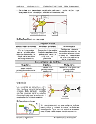 CEPRE‐UNI          ADMISIÓN 2011‐II          COMPENDIO DE PSICOLOGÍA      ÁREA: HUMANIDADES 
Oficina de impresiones  Coordinación de Humanidades  12
· Dendritas:  son  extensiones  ramificadas  del  cuerpo  celular.  Actúan  como 
receptores de las señales procedentes de otras neuronas. 
B) Clasificación de las neuronas 
Según su función 
Sensoriales o aferentes  Motoras o eferentes  Interneuronas 
Envían información 
desde los tejidos y los 
órganos sensoriales del 
cuerpo hacia la médula 
espinal y el cerebro. 
Transmiten información 
desde la médula espinal 
y el cerebro hasta los 
músculos y las 
glándulas. 
Reciben los impulsos 
neuronales sensitivos y los 
transmiten a las neuronas 
motoras, las cuales activan 
los músculos implicados 
en el movimiento. 
Según el número de dendritas 
Unipolares  Bipolares  Multipolares 
Tienen solo una 
prolongación dendrítica. 
Tienen dos 
prolongaciones 
dendríticas. 
Tienen un axón y muchas 
prolongaciones 
dendríticas. 
C) Sinapsis 
Las  neuronas  se  comunican  entre 
ellas mediante conexiones llamadas 
sinapsis.  Esta  conexión  posibilita 
que  las  neuronas  generen  señales 
electroquímicas para la producción y 
conducción del impulso nervioso. 
D) Neurotransmisores 
Un  neurotransmisor  es  una  sustancia  química 
que  modifica  o  provoca  impulsos  nerviosos  en 
una sinapsis. Cada vesícula sináptica almacena 
unas 10 000 moléculas de neurotransmisores. 
Dendritas  Soma  Axón 
Núcleo 
Sinapsis
 