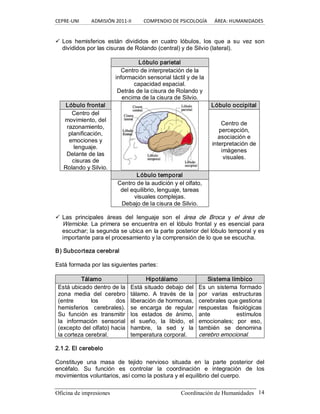 CEPRE‐UNI          ADMISIÓN 2011‐II          COMPENDIO DE PSICOLOGÍA      ÁREA: HUMANIDADES 
Oficina de impresiones  Coordinación de Humanidades  14 
ü Los  hemisferios  están  divididos  en  cuatro  lóbulos,  los  que  a  su  vez  son 
divididos por las cisuras de Rolando (central) y de Silvio (lateral). 
Lóbulo parietal 
Centro de interpretación de la 
información sensorial táctil y de la 
capacidad espacial. 
Detrás de la cisura de Rolando y 
encima de la cisura de Silvio. 
Lóbulo frontal  Lóbulo occipital 
Centro del 
movimiento, del 
razonamiento, 
planificación, 
emociones y 
lenguaje. 
Delante de las 
cisuras de 
Rolando y Silvio. 
Centro de 
percepción, 
asociación e 
interpretación de 
imágenes 
visuales. 
Lóbulo temporal 
Centro de la audición y el olfato, 
del equilibrio, lenguaje, tareas 
visuales complejas. 
Debajo de la cisura de Silvio. 
ü Las  principales  áreas  del  lenguaje  son  el  área  de  Broca  y  el  área  de 
Wernicke.  La  primera se  encuentra en  el  lóbulo  frontal  y es  esencial para 
escuchar; la segunda se ubica en la parte posterior del lóbulo temporal y es 
importante para el procesamiento y la comprensión de lo que se escucha. 
B) Subcorteza cerebral 
Está formada por las siguientes partes: 
Tálamo  Hipotálamo  Sistema límbico 
Está ubicado dentro de la 
zona  media  del  cerebro 
(entre  los  dos 
hemisferios  cerebrales). 
Su  función  es  transmitir 
la  información  sensorial 
(excepto del olfato) hacia 
la corteza cerebral. 
Está situado debajo del 
tálamo.  A  través  de  la 
liberación de hormonas, 
se  encarga  de  regular 
los  estados  de  ánimo, 
el  sueño,  la  libido,  el 
hambre,  la  sed  y  la 
temperatura corporal. 
Es un sistema formado 
por  varias  estructuras 
cerebrales que gestiona 
respuestas  fisiológicas 
ante  estímulos 
emocionales;  por  eso, 
también  se  denomina 
cerebro emocional. 
2.1.2. El cerebelo 
Constituye  una  masa  de  tejido  nervioso  situada  en  la  parte  posterior  del 
encéfalo.  Su  función  es  controlar  la  coordinación  e  integración  de  los 
movimientos voluntarios, así como la postura y el equilibrio del cuerpo.
 