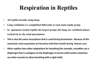 Respiration in Reptiles
• All reptiles breathe using lungs.
• Lung ventilation is a complished differently in each main reptile group.
• In squamates (scaled reptiles the largest group) ,the lungs are ventilated almost
exclusively by the axial musculature.
• This is also the same musculature that is used During locomotion . Because of this
constraint, most squamates are forced to hold their breath during intense runs.
• Other reptiles have other adaptations for breathing (for example, crocodiles use a
diaphragm that is analogous to the diaphragm in human while turtles antortices
use other muscles to allow breathing with a rigid shell).
 