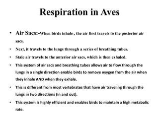 Respiration in Aves
• Air Sacs:-When birds inhale , the air first travels to the posterior air
sacs.
• Next, it travels to the lungs through a series of breathing tubes.
• Stale air travels to the anterior air sacs, which is then exhaled.
• This system of air sacs and breathing tubes allows air to flow through the
lungs in a single direction enable birds to remove oxygen from the air when
they inhale AND when they exhale.
• This is different from most vertebrates that have air traveling through the
lungs in two directions (in and out).
• This system is highly efficient and enables birds to maintain a high metabolic
rate.
 