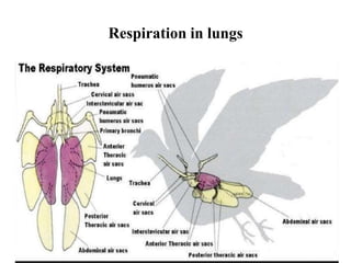 Respiration in lungs
 