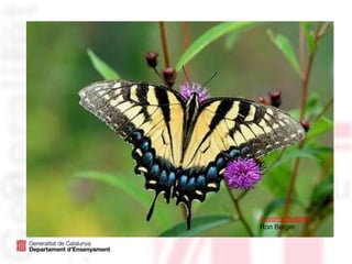 Austin’s Butterfly
Ron Berger
 