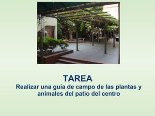 TAREA
Realizar una guía de campo de las plantas y
animales del patio del centro
 