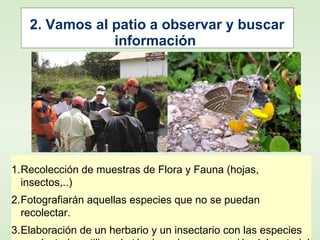 2. Vamos al patio a observar y buscar
información
1.Recolección de muestras de Flora y Fauna (hojas,
insectos,..)
2.Fotografiarán aquellas especies que no se puedan
recolectar.
3.Elaboración de un herbario y un insectario con las especies
 