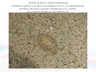 INNOVACIÓN Y ADAPTABILIDAD
  Permanecer abierto a las ideas y los enfoques nuevos y lo suficientemente
        flexibles como para responder rápidamente a los cambios
                Las personas dotadas de esta competencia



Para la innovación
• Buscan siempre nuevas ideas de una amplia variedad de fuentes
• Aportan soluciones originales a los problemas
• Adoptan nuevas perspectivas y asumen riesgos en su planificación

Para la adaptación
• Manejan adecuadamente las múltiples demandas, reorganizan
   prontamente las prioridades y se adaptan rápidamente a los cambios
• Adaptan sus respuestas y tácticas a las circunstancias cambiantes
• Su visión de los acontecimientos es sumamente flexible
 
