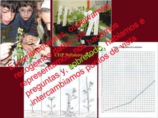 CEIP Bellaterra. 3º EP Experimentamos, observamos, recogemos datos, los representamos, nos hacemos preguntas y,  sobretodo,  hablamos e intercambiamos puntos de vista 