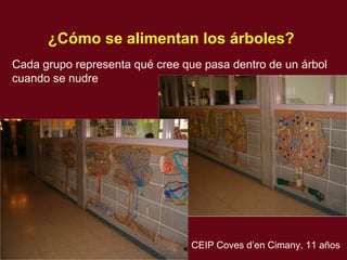 ¿C ó mo se alimentan los  á rboles?   Cada grupo representa qu é  cree que pasa dentro de un  árbol  cuando se nudre CEIP Coves d’en Cimany, 11 años 