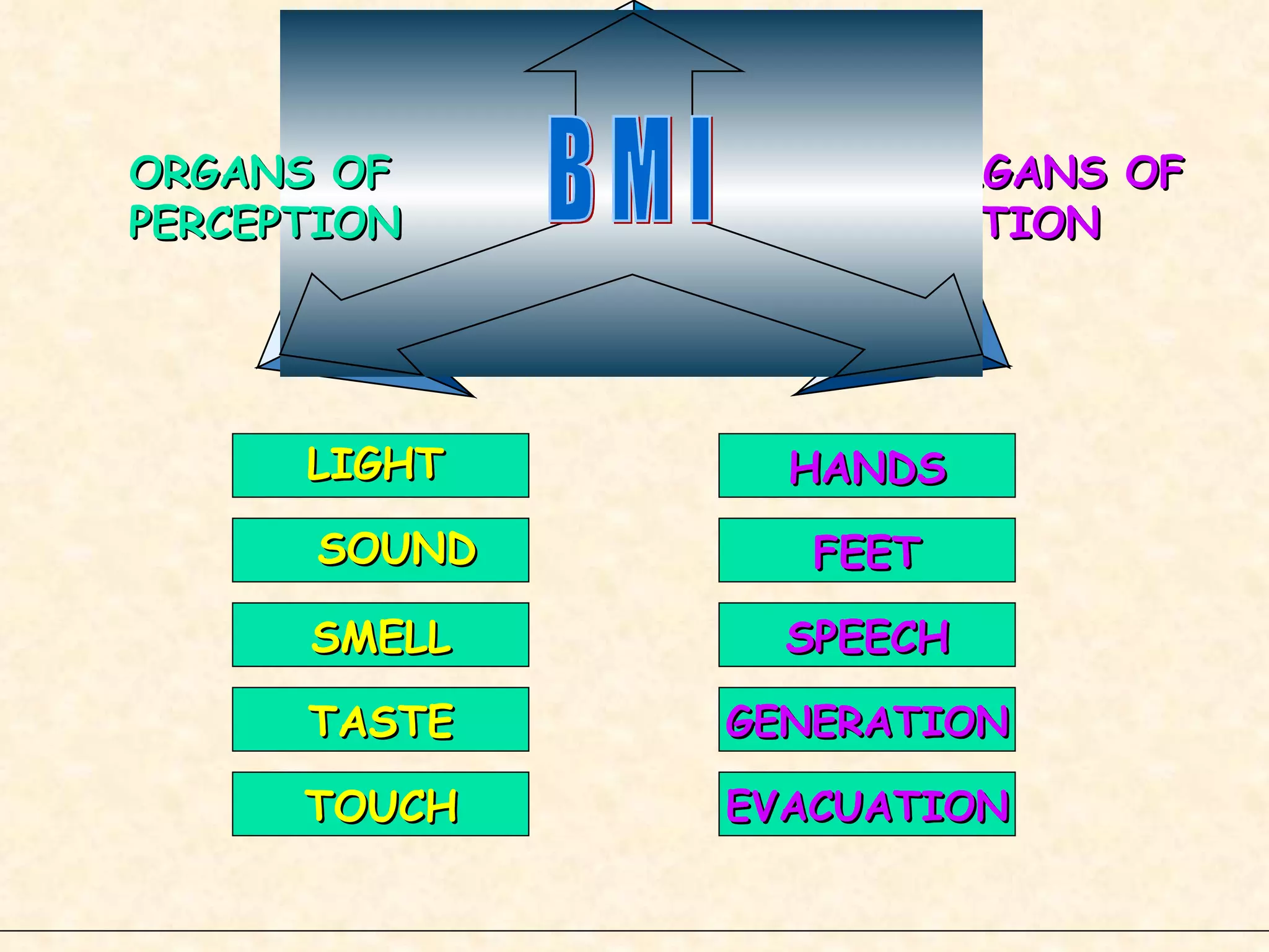 ORGANS OF ACTION HANDS SMELL TASTE TOUCH FEET SPEECH GENERATION EVACUATION B M I ORGANS OF PERCEPTION LIGHT SOUND 