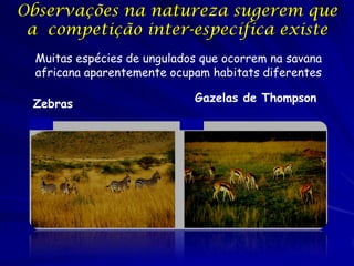 Observações na natureza sugerem que
 a competição inter-específica existe
  Muitas espécies de ungulados que ocorrem na savana
  africana aparentemente ocupam habitats diferentes

                             Gazelas de Thompson
 Zebras
 
