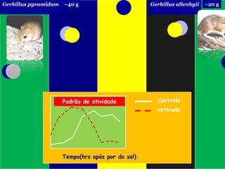 Gerbillus pyramidum   ~40 g                        Gerbillus allenbyii   ~20 g




                      Padrão de atividade            Controle
                                                     retirada




                      Tempo(hrs após por do sol)
 
