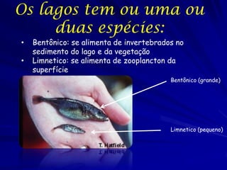 Os lagos tem ou uma ou
     duas espécies:
•   Bentônico: se alimenta de invertebrados no
    sedimento do lago e da vegetação
•   Limnetico: se alimenta de zooplancton da
    superfície
                                          Bentônico (grande)




                                          Limnetico (pequeno)
 
