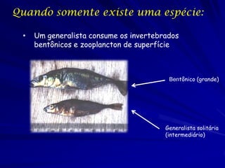Quando somente existe uma espécie:

 •   Um generalista consume os invertebrados
     bentônicos e zooplancton de superfície



                                         Bentônico (grande)




                                        Generalista solitária
                                        (intermediário)
 