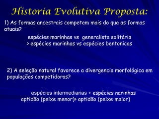 Historia Evolutiva Proposta:
1) As formas ancestrais competem mais do que as formas
atuais?
        espécies marinhas vs generalista solitária
        > espécies marinhas vs espécies bentonicas




 2) A seleção natural favorece a divergencia morfológica em
 populações competidoras?


          espécies intermediarias + espécies narinhas
      aptidão (peixe menor)> aptidão (peixe maior)
 