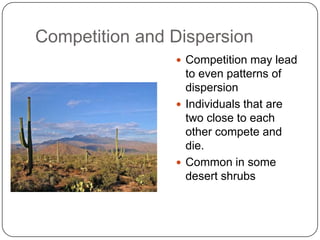 Competition and DispersionCompetition may lead to even patterns of dispersionIndividuals that are two close to each other compete and die.Common in some desert shrubs