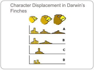 Character Displacement in Darwin’s Finches