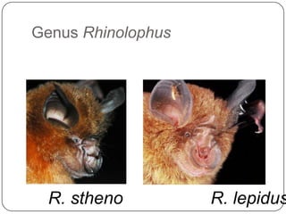 Genus RhinolophusR. stheno                  R. lepidus