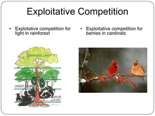 Exploitative CompetitionExplotative competition for light in rainforestExploitative competition for berries in cardinals