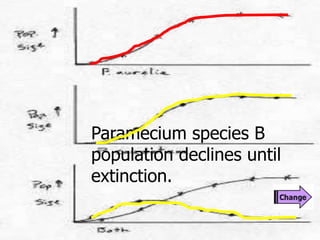 Paramecium species B
population declines until
extinction.
 