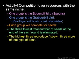 • Activity! Competition over resources with the
same niche.
– One group is the Spoonbill bird (Spoons)
– One group is the Grabberbill bird.
• (One finger and thumb or test tube holders)
– Each group will compete for seeds.
– The three lowest total number of seeds at the
end of the each round is eliminated.
– The highest three reproduce / spawn three more
of that type of beak.
Copyright © 2010 Ryan P. Murphy
 