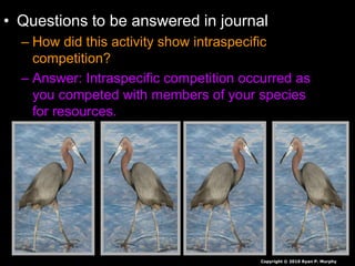 • Questions to be answered in journal
– How did this activity show intraspecific
competition?
– Answer: Intraspecific competition occurred as
you competed with members of your species
for resources.
Copyright © 2010 Ryan P. Murphy
 