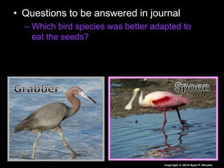 • Questions to be answered in journal
– Which bird species was better adapted to
eat the seeds?
Copyright © 2010 Ryan P. Murphy
 