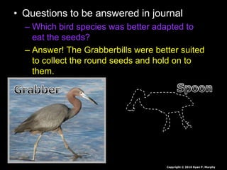 • Questions to be answered in journal
– Which bird species was better adapted to
eat the seeds?
– Answer! The Grabberbills were better suited
to collect the round seeds and hold on to
them.
Copyright © 2010 Ryan P. Murphy
 