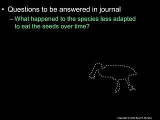 • Questions to be answered in journal
– What happened to the species less adapted
to eat the seeds over time?
Copyright © 2010 Ryan P. Murphy
 