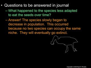 • Questions to be answered in journal
– What happened to the species less adapted
to eat the seeds over time?
– Answer! The species slowly began to
decrease in population. This occurred
because no two species can occupy the same
niche. They will eventually go extinct.
Copyright © 2010 Ryan P. Murphy
 