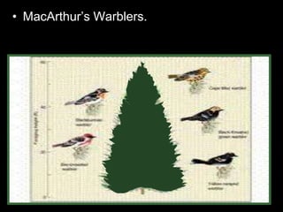 • MacArthur’s Warblers.
– How do they exist without driving each other to
extinction (Competitive Exclusion)
– Each species of warbler occupied a distinct part
of the tree and partitioned the resources.
 