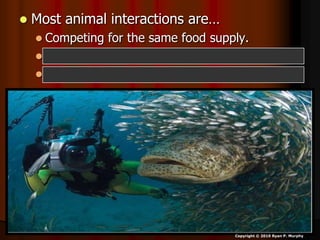  Most animal interactions are…
 Competing for the same food supply.
 Eating (predation).
 Avoid being eaten (avoiding predation).
Copyright © 2010 Ryan P. Murphy
 