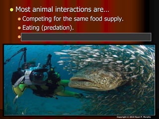  Most animal interactions are…
 Competing for the same food supply.
 Eating (predation).
 Avoid being eaten (avoiding predation).
Copyright © 2010 Ryan P. Murphy
 