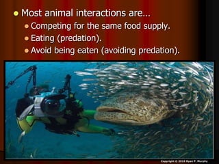  Most animal interactions are…
 Competing for the same food supply.
 Eating (predation).
 Avoid being eaten (avoiding predation).
Copyright © 2010 Ryan P. Murphy
 