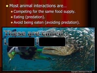  Most animal interactions are…
 Competing for the same food supply.
 Eating (predation).
 Avoid being eaten (avoiding predation).
Copyright © 2010 Ryan P. Murphy
 